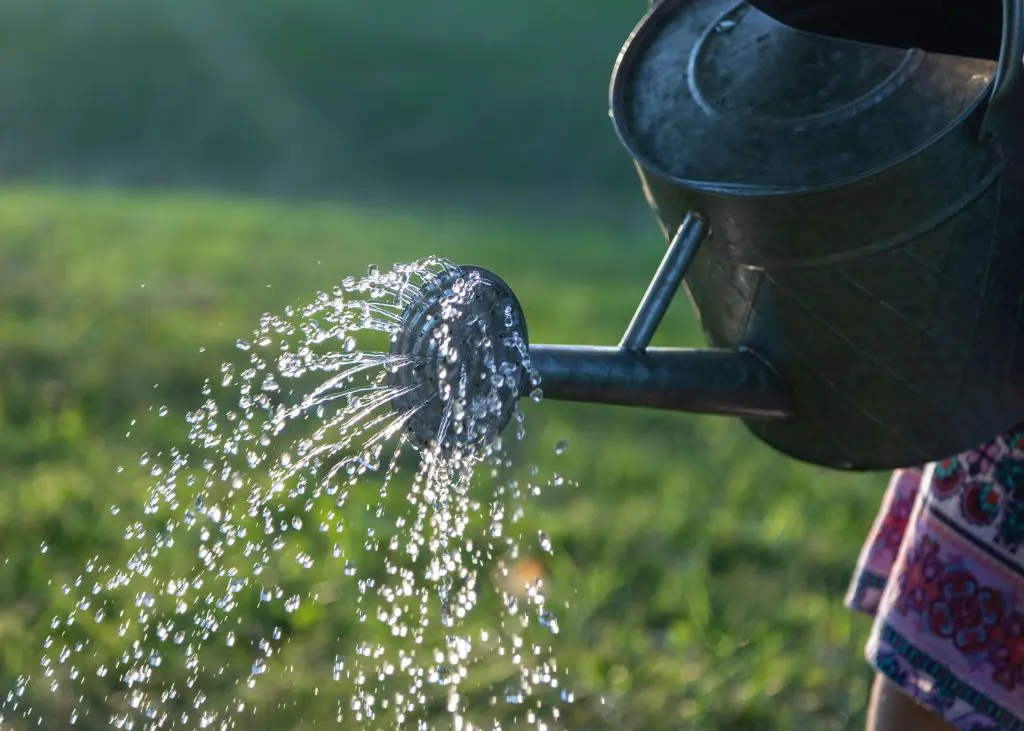 liquid fertilizers for plants