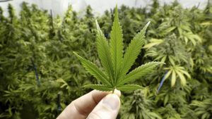 legalizzazione cannabis