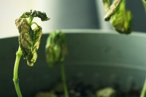 champignons du cannabis