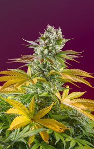 familia gorilla girl® de sweet seeds®