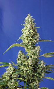 familia gorilla girl® de sweet seeds®
