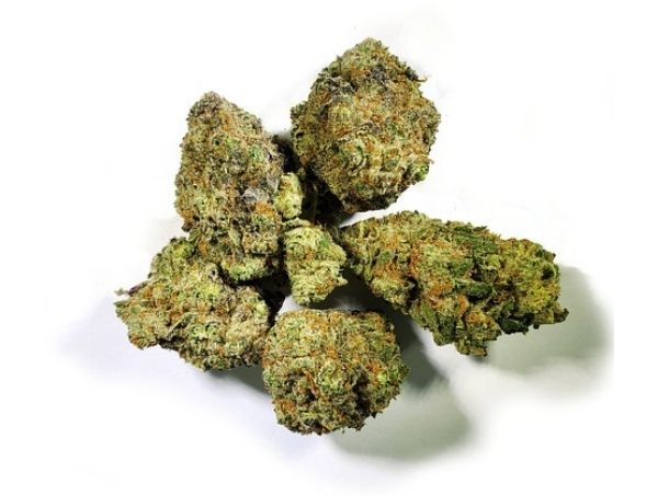 Bourgeons de Gorilla Glue 4