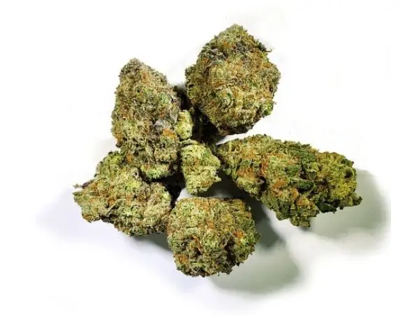 Bourgeons de Gorilla Glue 4