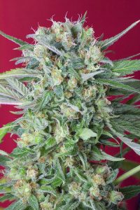 conoce todas las variedades ricas en cbd de sweet seeds®