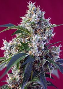 Variedades Sweet Seeds