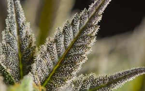 geneticas de sws ricas en cannabidiol