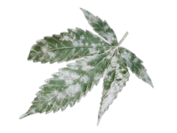 powdery mildew marijuana