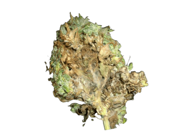 botrytis marijuana