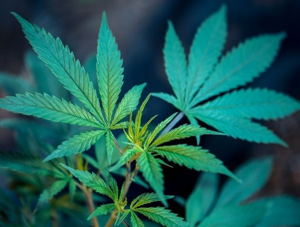 Feuilles de cannabis low stress training