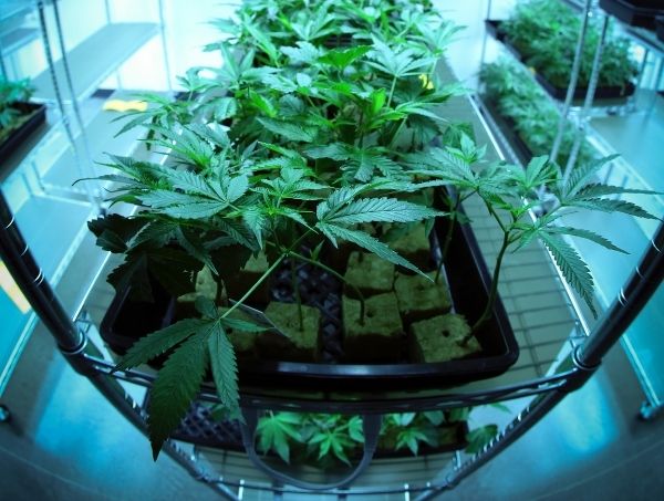 Boutures de plantes de cannabis