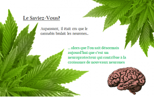 le cannabis: defenseur des neurones