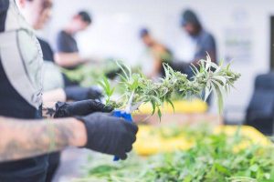 spagna produttore