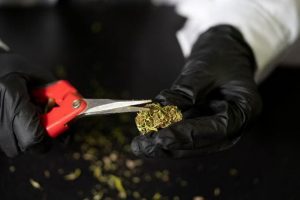 legalisation du cannabis en espagne