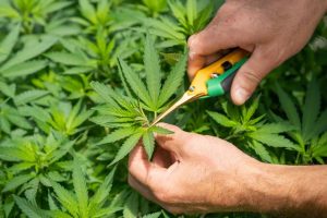 legalisation du cannabis en espagne