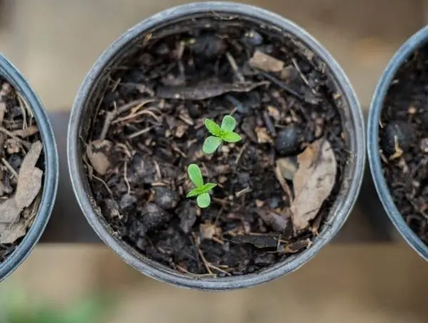 plant growth regulators plant growth regulators