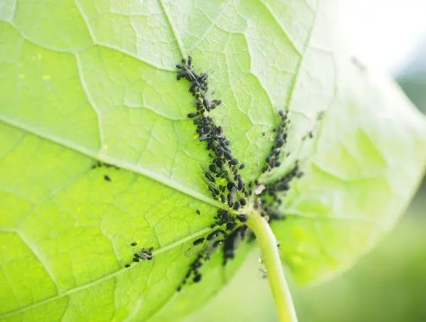 cannabis aphid infestation