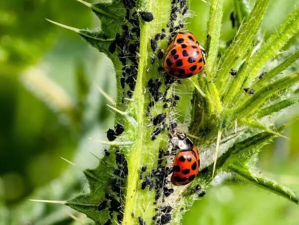 ladybirds eating aphids