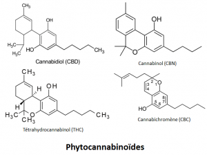 cannabis vs cannabinoïdes synthétiques
