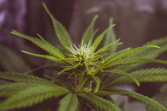 Hermaphrodite weed plant hermaphrodite weed