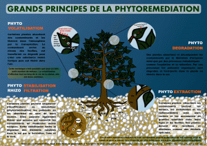 les contaminants du cannabis