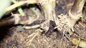 hongos en las plantas