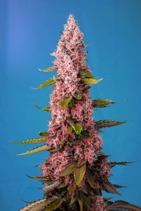 Noticias Cannábicas