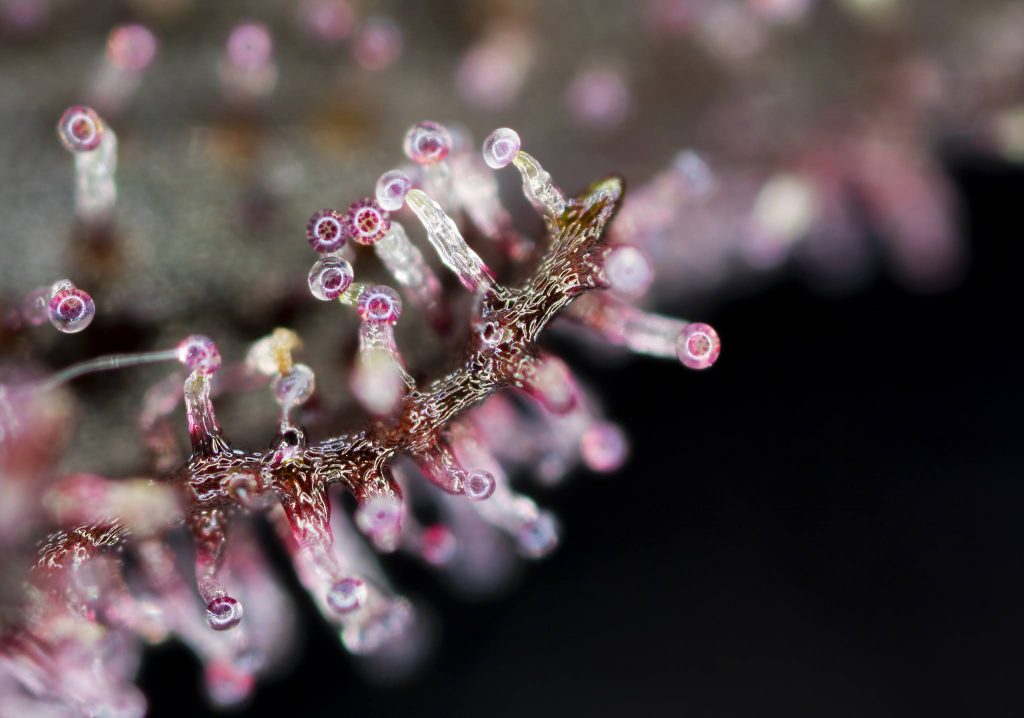 Noticias Cannábicas