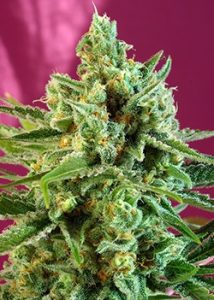 Novedades Sweet Seeds
