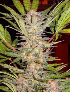 S.A.D. Sweet Afghani Delicious F1 Fast Version® (SWS53) sad fast version