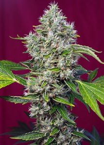 novedades USA Sweet Seeds