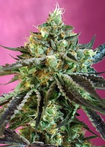 Sweet Seeds CBD
