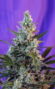 sweet skunk fast version