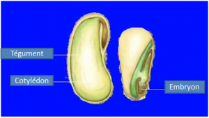 Comment fonctionne une graine de cannabis photo structure d'une graine comment fonctionne une graine de cannabis