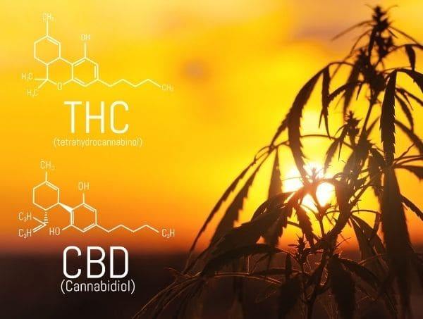 THC et CBD effet d'entourage