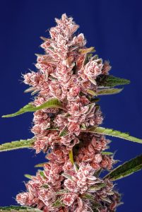 Noticias Cannábicas