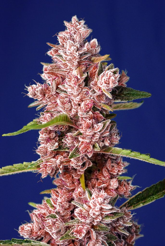 Tropicanna Poison F1 Fast Version® (SWS85) tropicanna poison f1 fv