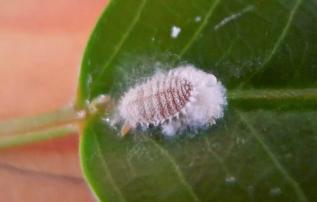 traitement cochenille farineuse