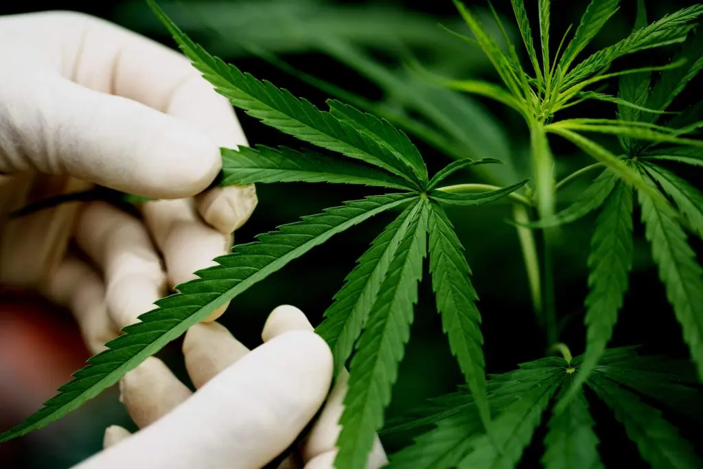 vpd in cannabis vpd in cannabis
