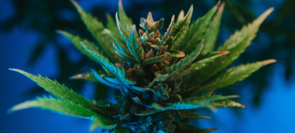 Abono PK para engorde