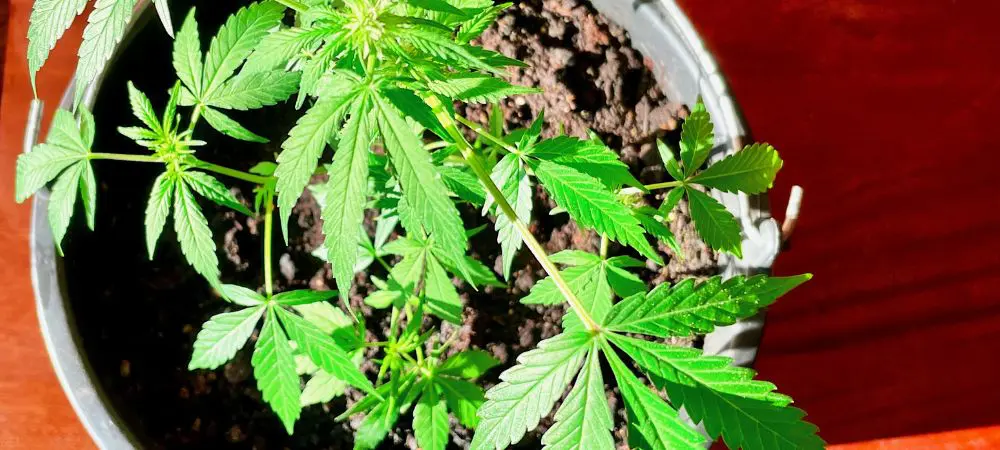 PK Fertilizers | The Importance of PK in Cannabis Plants