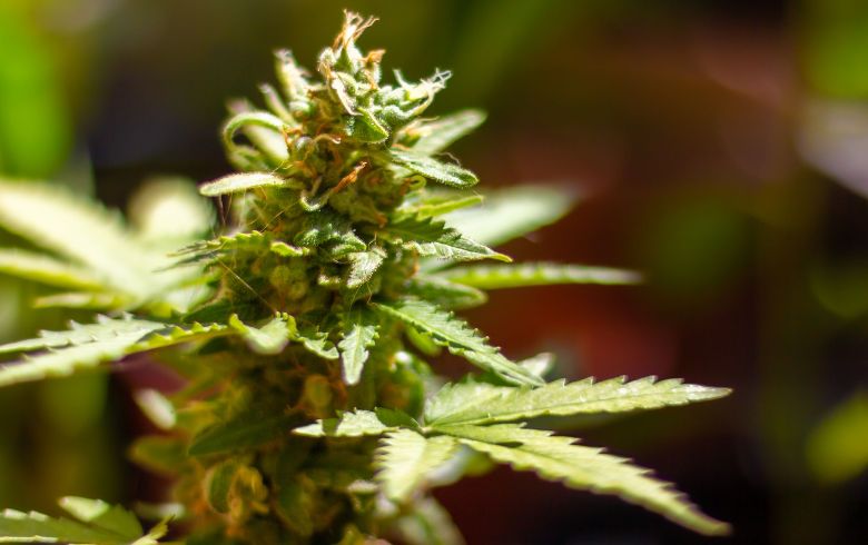 Análisis de productos