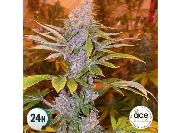ace seeds banques de graines
