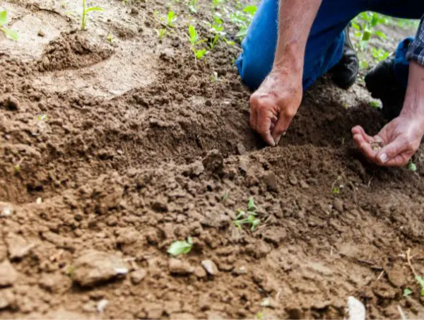 humic acids in cannabis crops humic acids in cannabis crops