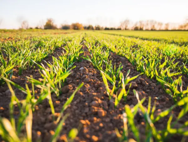 Agriculture régénérative