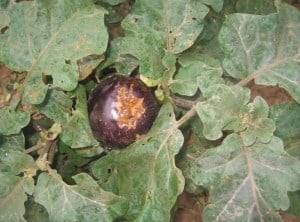 Things that are Toxic for Cannabis Plants