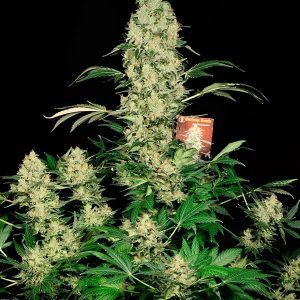 AK-47 carene