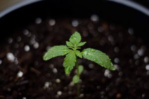 l'EC pour l'arrosage de la marijuana plante de marijuana arrosée