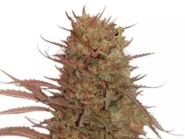 auto cream mass mr hide