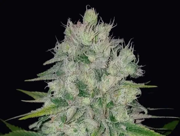 auto pluto gb strains