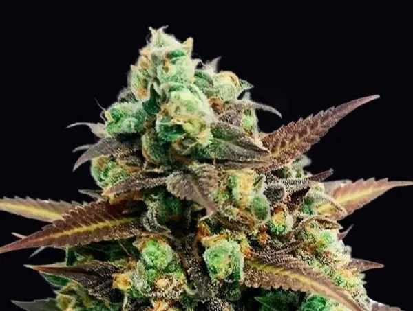 Auto Tangerine Kush GB strains 